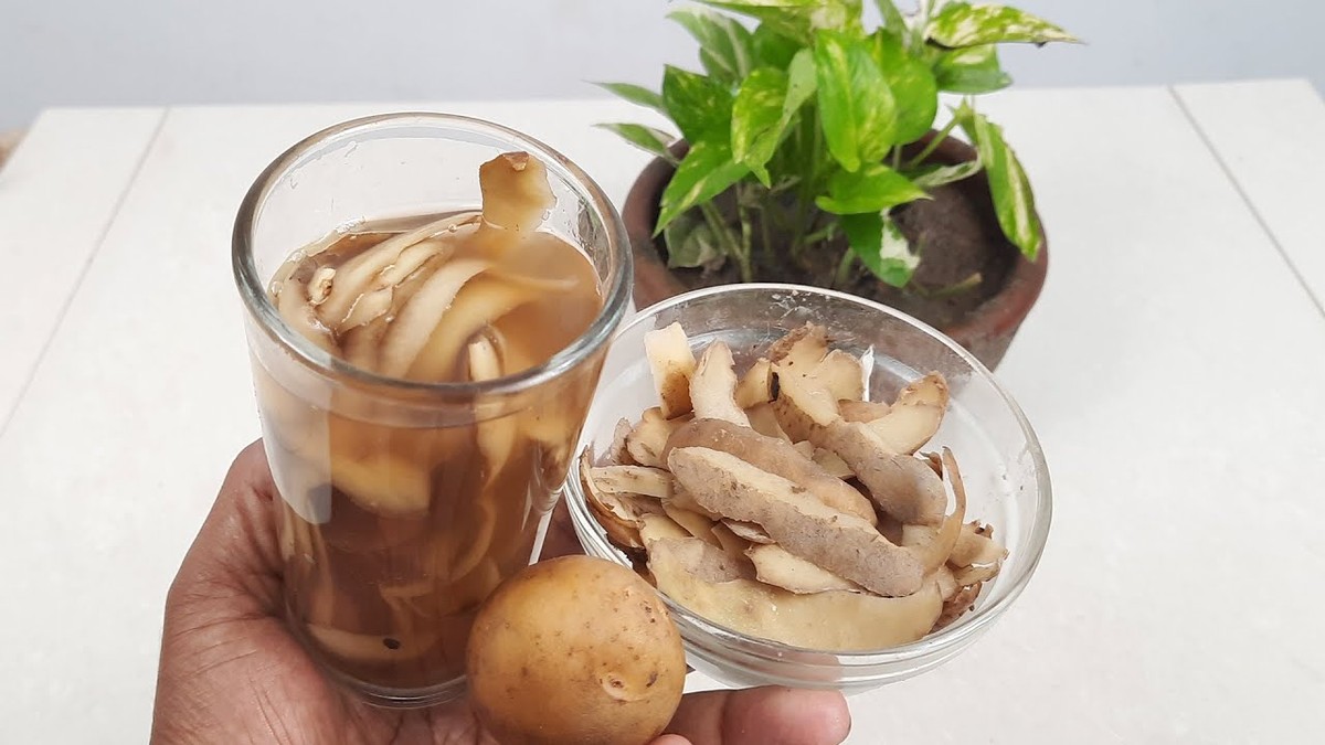 Kartoffelschalen als Dünger – was Gärtner seit Generationen wissen - image 1