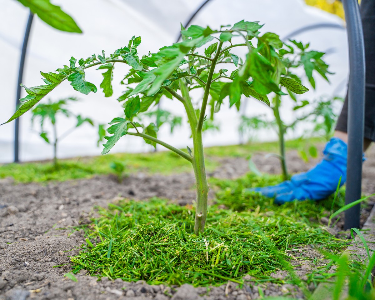 Kartoffelschalen für den Garten: Das Geheimnis üppiger Tomaten - image 1