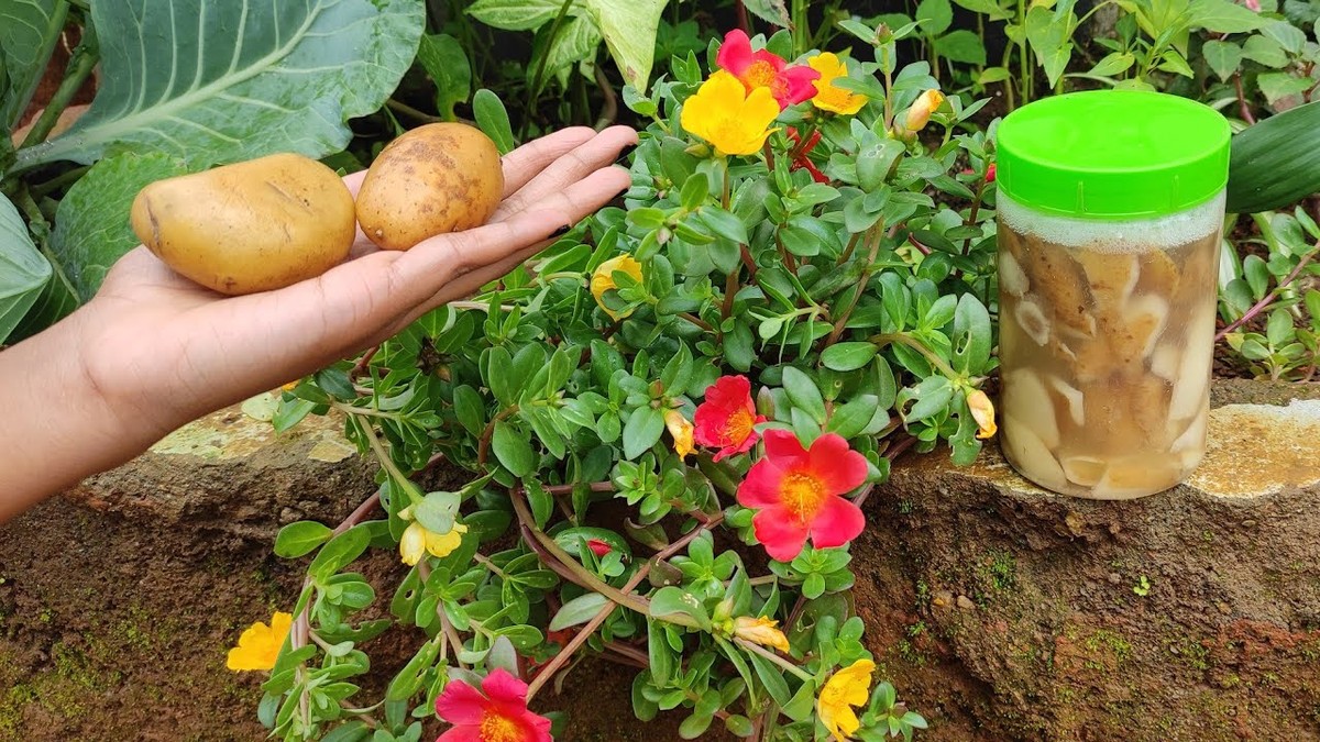 Kartoffelschalen für den Garten – natürlicher Dünger statt Chemie - image 2