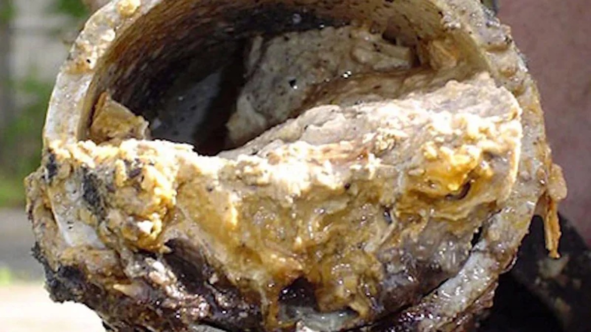 Klempner warnen: Niemals dieses Öl ins Waschbecken gießen - image 2