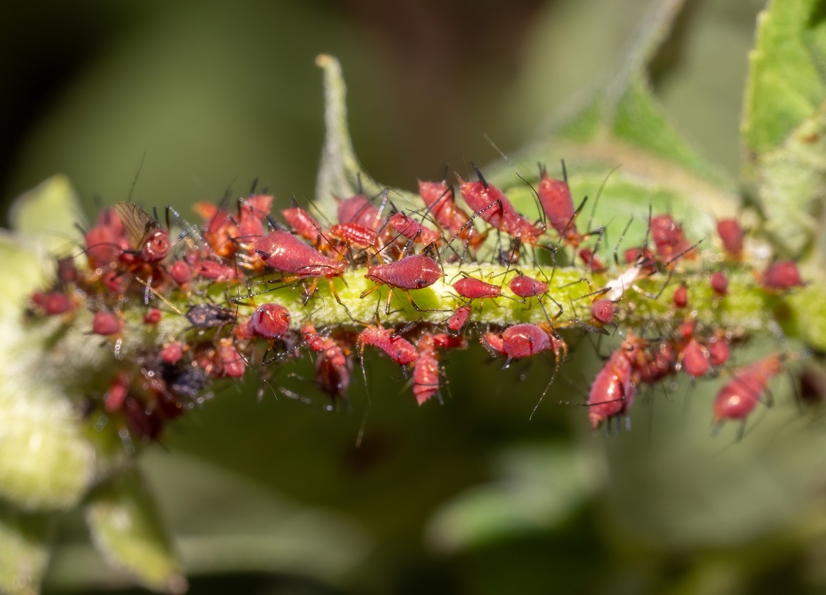 Knoblauchschalen gegen Blattläuse: Das Geheimnis der Bio-Gärtner - image 1