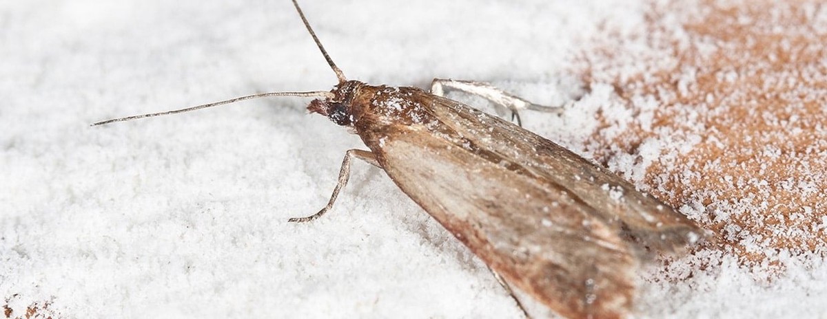 Lorbeerblatt ins Mehlglas: Das 100-jährige Geheimnis gegen Vorratsmotten - image 1