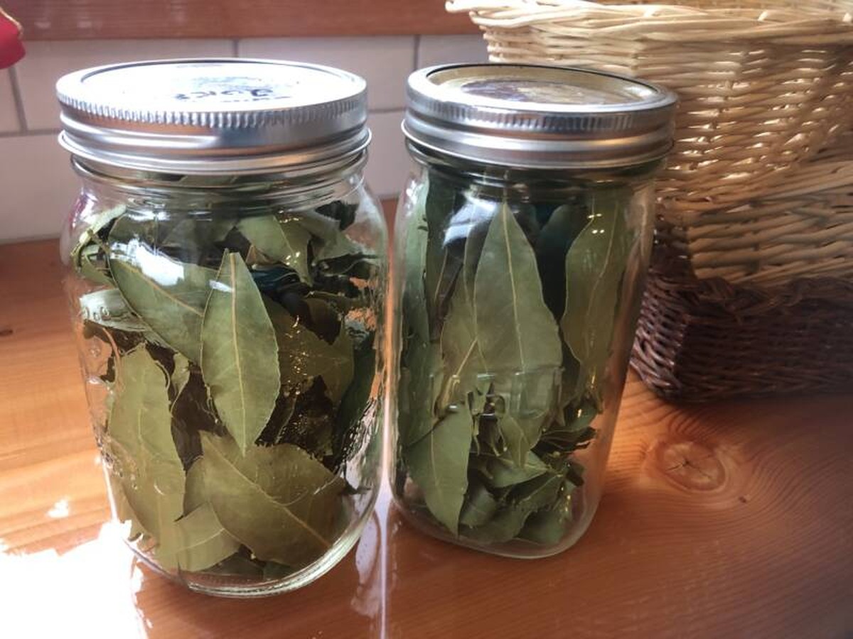 Lorbeerblatt ins Mehl – das jahrhundertealte Geheimnis gegen Speisekammerschädlinge - image 2