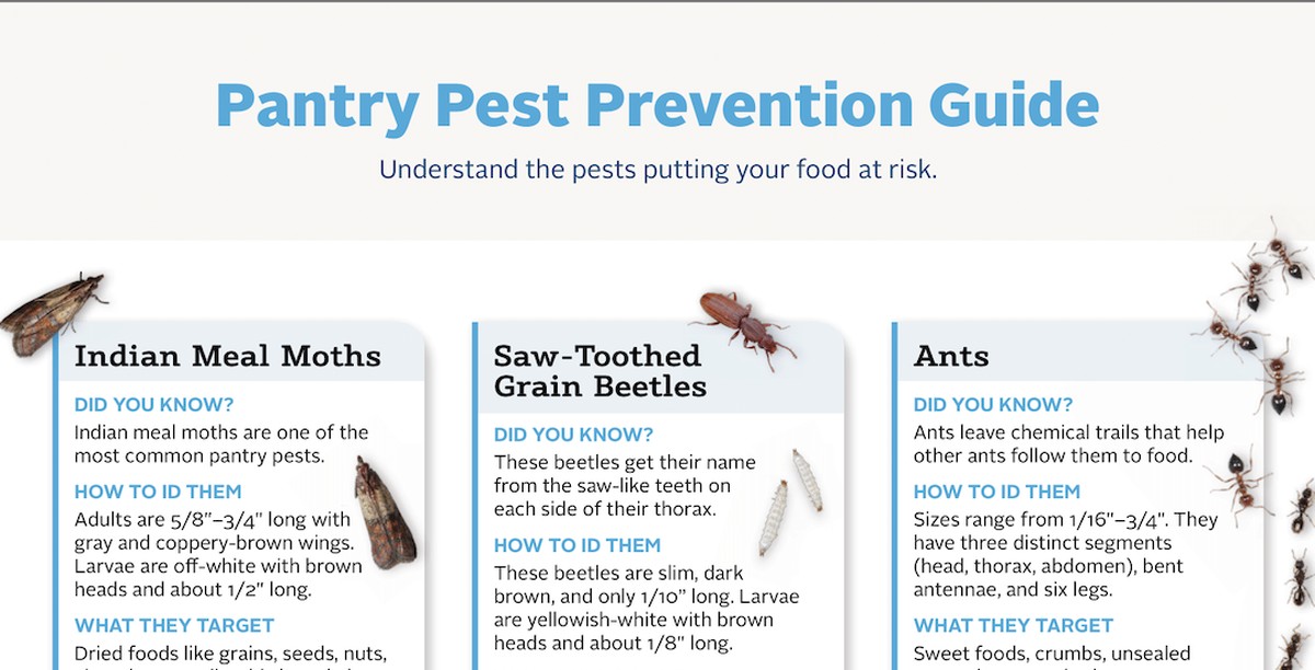Lorbeerblatt ins Mehl: Das 100 Jahre alte Geheimnis gegen Vorratsschädlinge - image 2