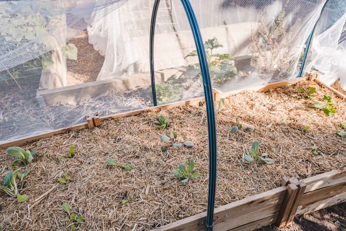 Nylonstrumpfhosen als Gartennetz? Das funktioniert wirklich - image 2