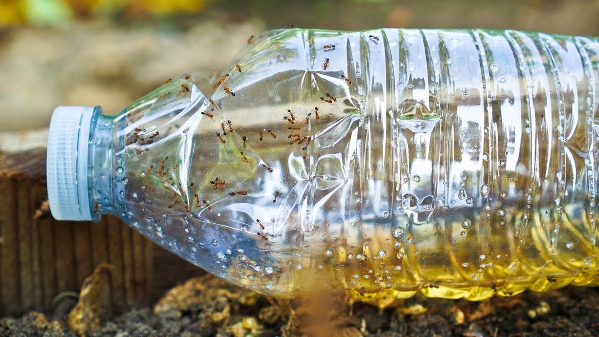 Salzstreuer mit Zucker gefüllt: Das Geheimnis gegen Schädlinge im Garten - image 1