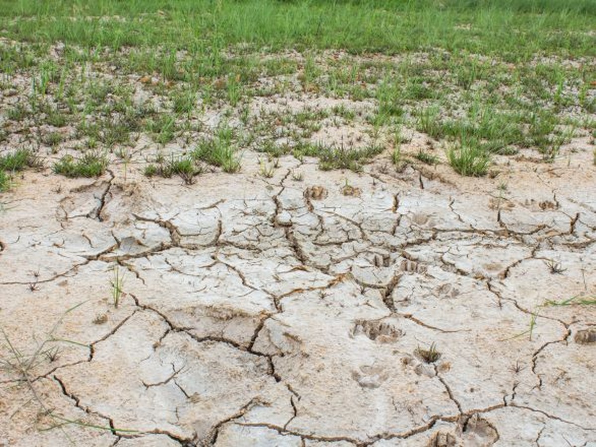 Salzwasser für Ihre Topfpflanzen? Der Gartner-Geheimtipp gegen Ungeziefer - image 2