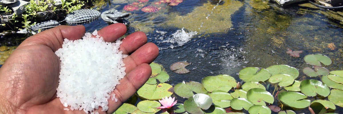 Salzwasser im Gartenteich: Warum Algen plötzlich verschwinden - image 2