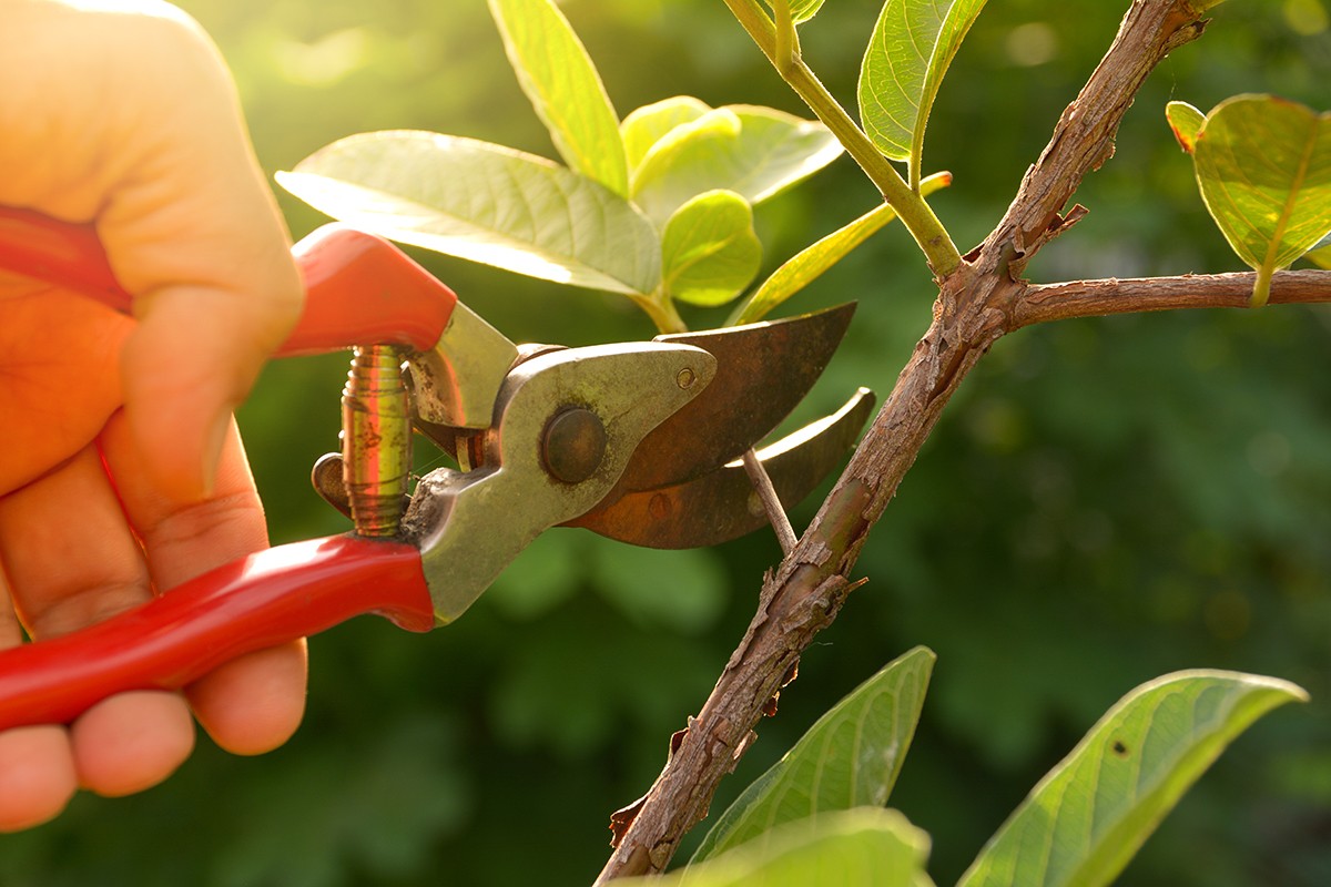 Warum Gärtner vor März keine Hecke schneiden – und was passiert, wenn Sie es tun - image 1