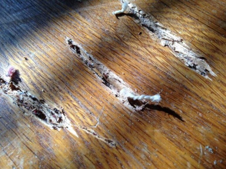 Zahnpasta auf Kratzer im Parkett: Das Geheimnis von Möbelpolituren