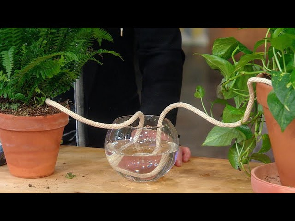 Zeitungspapier unter den Blumentöpfen spart 60% Wasser beim Gießen - image 1