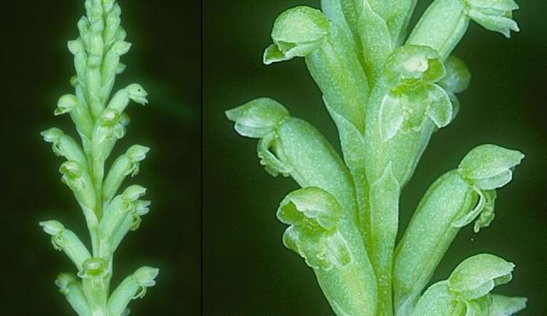 Zwiebel neben die Orchidee – warum Gärtner das täglich tun