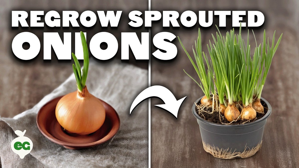 Zwiebel neben die Orchidee – warum Gärtner das täglich tun - image 1